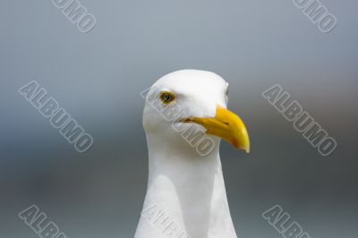 Seagull in front of Alcatraz