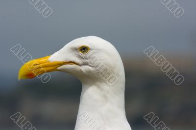 Seagull in front of Alcatraz