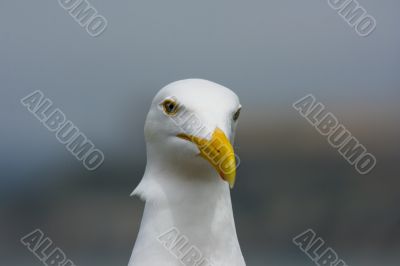 Seagull in front of Alcatraz