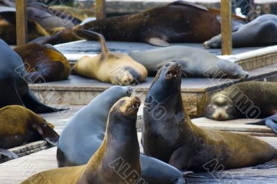 Pier 39, San Francisco