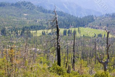 Burnt down forest  Yosemite National Park