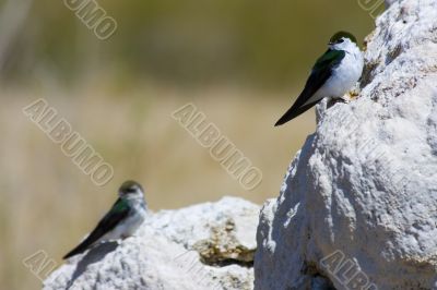 Tufa formations at Mono Lake