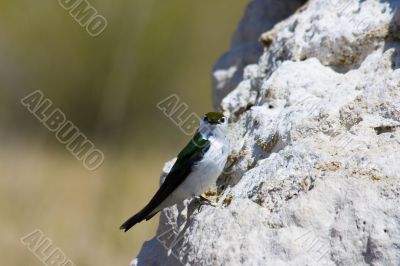 Tufa formations at Mono Lake