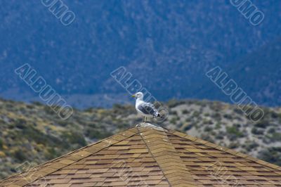 Seagull on the beach
