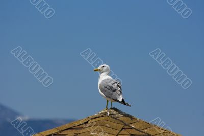 Seagull on the beach
