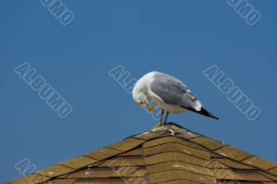 Seagull on the beach