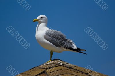 Seagull on the beach