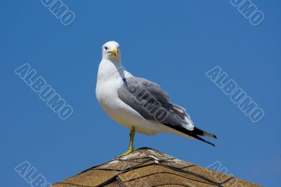 Seagull on the beach