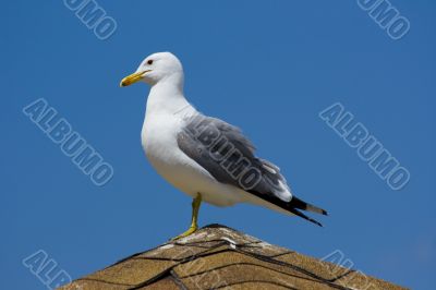 Seagull on the beach