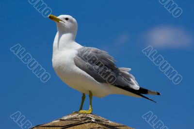 Seagull on the beach