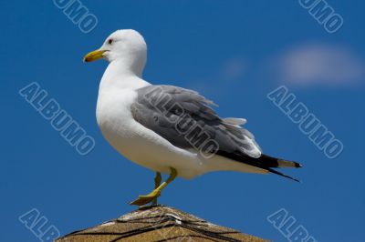 Seagull on the beach