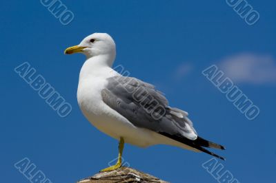 Seagull on the beach