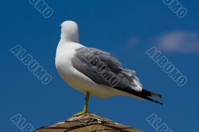 Seagull on the beach