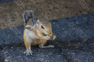 Feeding domesticated chipmunks
