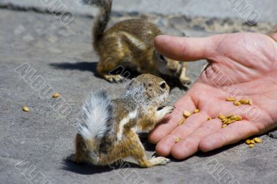 Feeding domesticated chipmunks