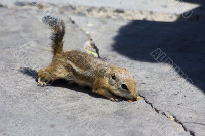 Feeding domesticated chipmunks