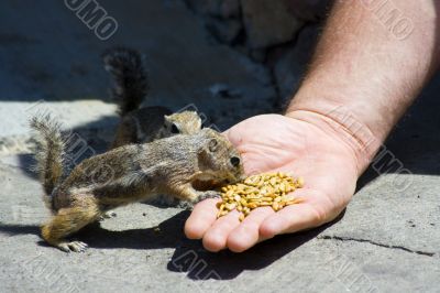 Feeding domesticated chipmunks
