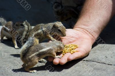 Feeding domesticated chipmunks
