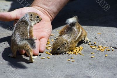 Feeding domesticated chipmunks