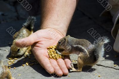 Feeding domesticated chipmunks
