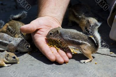 Feeding domesticated chipmunks