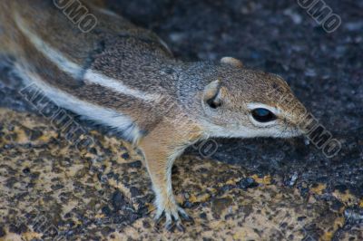 Cute little chipmunks