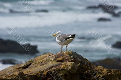 Seagull on the beach