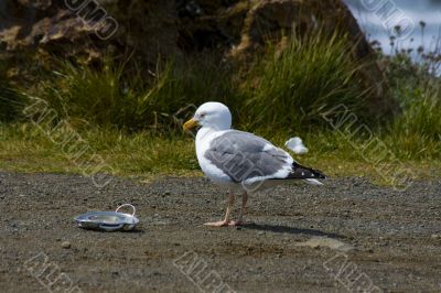 Seagull on the beach