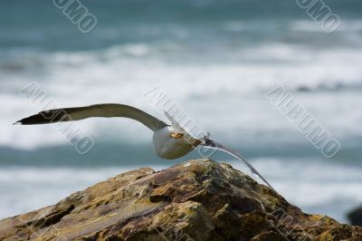 Seagull on the beach
