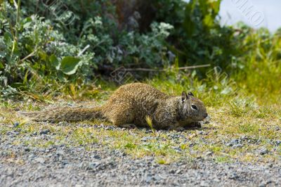 Ground Squirrel