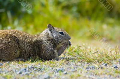 Ground Squirrel