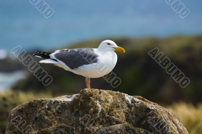 Seagull on the beach