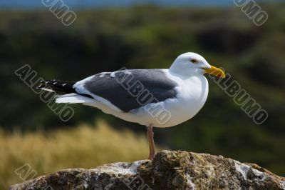 Seagull on the beach