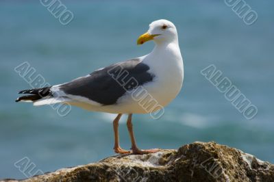 Seagull on the beach