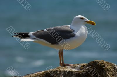 Seagull on the beach