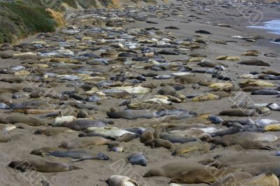 Elephant seal pups on the beach in Big Sur