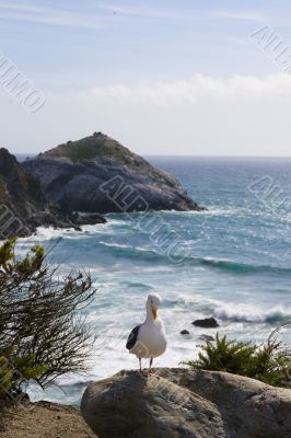 Seagull on the beach