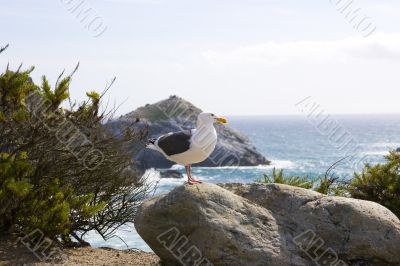 Seagull on the beach