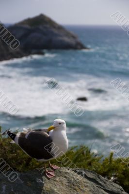 Seagull on the beach