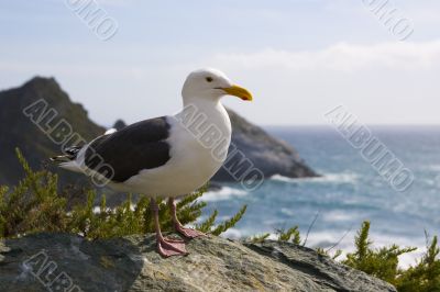 Seagull on the beach