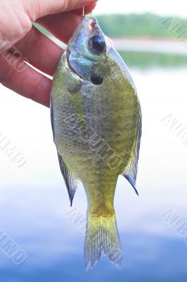 Sunfish, aka, White Crappie