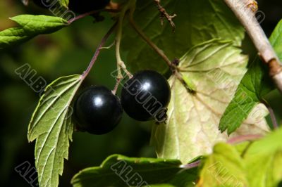 black currant