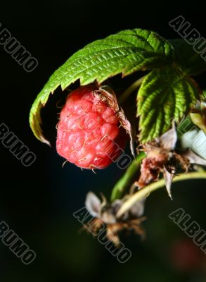 raspberry