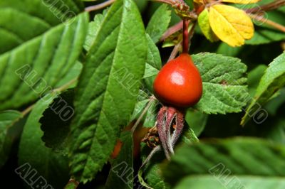 dogrose