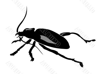 beetle