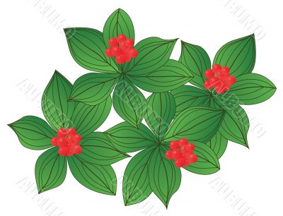 Wood berry