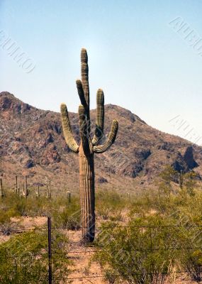 Arizona Seguaro Cactus Behind a Fence