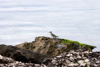 Common Sandpiper