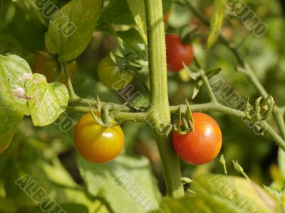 cherry tomatoes on the vine