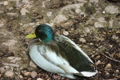 Mallard duck